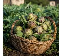 Carciofo Romanesco Romano 20 Semi - Varietà Tradizionale da Orto, Carciofo Grande e Carnoso dal Sapore Delicato, Ideale per Orto, Vaso e Giardino