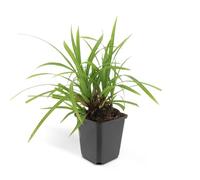 Carex Morrowii Irish Green in Vaso, per Bordure, Verde, Set da 60 Pezzi