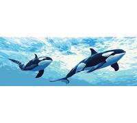 Carino Dipingere con i Numeri Adulti 85x255 cm, DIY Acrilico Orca Dipingere con i Numeri Bambini, Creativi Paint by Numbers con Pennelli e Pigmento, Decora la casa Regalo (Senza Cornice) -H880