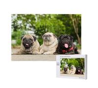 Carlino Amicizia Bokeh Cani Animali Domestici Amici Carlino,Puzzle in legno da 1000 pezzi per famiglie, puzzle per adulti e adolescenti