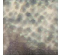 ourselves, as we are lp