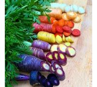 carota antiche varietà biologici rare balcone giardino resistenti 450semi