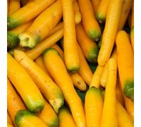 carota Cuscini sollevati per giardino semi di giardino interno decorazione balconi resistenti all'outdoor ufficio 225 pezzi