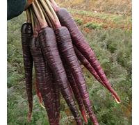 carota decorazione di balconi giardino rocce cucina interna esotiche semi semi resistenti 550 pezzi