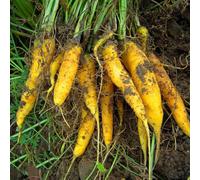 carota esotiche antiche varietà balcone giardino in vaso 400semi
