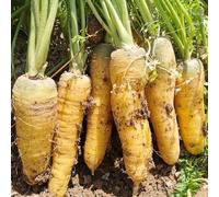 carota esotiche per interni semi di zucchetta decorazione balconi giardino interno resistente all'aria aperta semi 500 pezzi