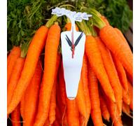 Carota Forma Silenzioso Tick Acrilico Orologi - Molti Colori, su Misura Fatto