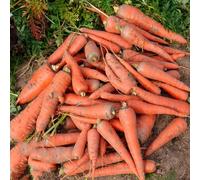 carota invernali per ufficio giardino rocce letti sollevati per giardino interno esotici semi decorazione balconi 350 pezzi