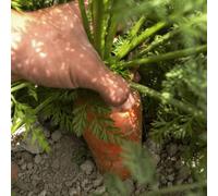 carota letti elevati per giardino, decorazione d'ufficio, semi per decorazione balconi, semi per giardino, pietre 200 pezzi