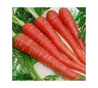 CAROTA ROSSA NR.200 SEMI