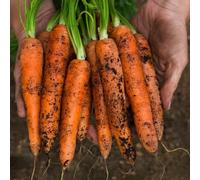 carota semi di letti sollevati giardino semi da giardino rocce resistenti biologiche interne esotiche 200 pezzi
