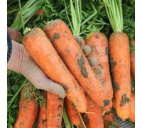 carota semi giardino interno Letti elevati per giardini esotici resistenti 1200 pezzi