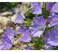 Carpathian Harebell, Tussock Semi di Bellflower - Campanula carpatica