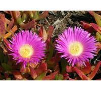 Carpobrotus Edulis H348 Highway Iceplant Seeds Pack of 8 : Package Contains seeds