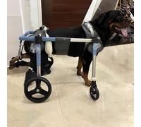 Carrello Cani Disabili Sedia a Rotelle per Cani Disabili Di Piccola/grande Taglia, Girello per Cani con Mobilità Assistita per Zampe Posteriori, Dispositivo di Recupero Posteriore per Bassotti a 2/4 R