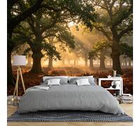 Carta Da Parati Con Paesaggio Di Bosco Di Querce E Raggi Di Sole Autunnali Per Camera Da Letto 250 × 175 Cm Grande Murale Panoramico 3D Con Paesaggio Boschivo Naturale Illuminato Dal Sole Decorazio