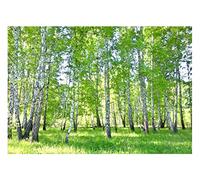 Carta Da Parati Fotografica Bosco Di Betulle Foresta Nature Alberi - Include Colla - Moderna Design Carta per Pareti Soggiorno Camera Da Letto Sala Fotomurali In Tessuto Non Tessuto TNT (312x219 cm)