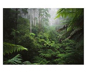 Carta Da Parati Fotografica Foresta Tropicale Giungla Bosco Nebbia - Include Colla - Moderna Design Carta per Pareti Soggiorno Camera Da Letto Sala Fotomurali In Tessuto Non Tessuto TNT (368x254 cm)
