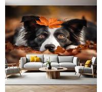 Carta da Parati Murale Border Collie animale Foto Wallpaper 450x315 cm Grande Murale TNT Fotomurali Decor da Muro Poster per Camere da Letto Cucine Soggiorni Bambini
