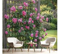 Carta Da Parati Panoramica Rosa 400 x 280 cm - Murales Naturalismo Giardino tessuto non tessuto, Decor Carta da Parati Rose Cornice Di Legno, per Soggiorno Cucina Corridoio Muro Di Sfondo