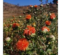 Cartamo - balcone rialzato letto semi di esotiche per resistenti per giardini rocciosi giardino balcone resistenti tetti verdi semi di 100pcs