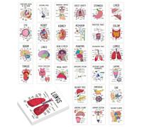 Carte Studio Di Anatomia 30 Pezzi Codifica A Colori Recupero Conoscenze | Studio Di Biologia Schede Anatomia Per Ripasso Pre-Esame Università Routine Quotidiana In Aula