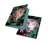 Pigna Tre Lembi Formato A4 Cartelline con Elastico, Multicolore, 8005235115279