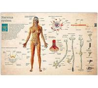 Cartelli in metallo con anatomia del nervoso, poster con conoscenze sul nervoso, guida allo studio retrospettivo, targhe in latta per casa, stanza, clinica, ospedale, decorazione da parete, 8x12 po
