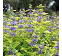 Caryopteris clandonensis recisi giardino roccioso rampicanti balcone resistenti giardino a primaverile primaverili semi biologici 300semi