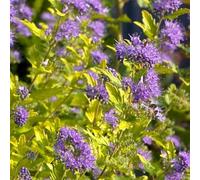 Caryopteris - rare giardino in vaso resistenti 100semi