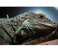 Casa Muro Stampa Poster - Animali Foto - Iguana Rettile Lizard- A4,A3,A2,A1