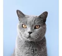 Casa Muro Stampa Poster - Animali Foto - Russo Blu Kitty - A4,A3,A2,A1
