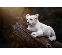 Casa Muro Stampa Poster - Animali Foto - South African Leone - A4,A3,A2,A1,A0