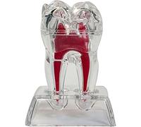 Casiler 4X Modello di Dente di Dente Ingrandito Il Modello Dente Educativo Perfetto per Professionisti E Studenti di Odontoiatria