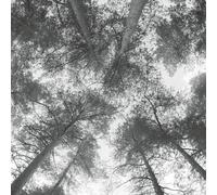 cassandra miller-traveller song thankson