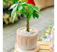 castagna della fortuna per interni esotici semi riverdimento tetti perenni resistenti al sole selvaggio giardino 5pcs