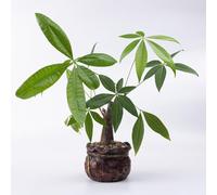 castagna la fortuna bonsái resistenti Letti elevati per giardino semi selvatici balcone, perenni resistenti 2pcs