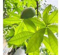 castagna la sorte parterre di balcone semi balcone, perenne resistenti Letti elevati per giardino interni esotici giardino 3pcs