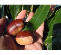 Castagno Bouche de Bétizac - Pianta Innestata H 150 cm, Autofertile e Resistente a Cinipe e Cancro Corticale - Frutti Grandi, Simili ai Marroni - FOTO REALI
