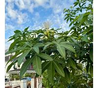 castagno dei soldi, giardino vecchie varietà in vaso 12semi