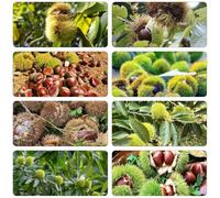 castagno dolci balcone letti elevati semi di letti elevati per giardino balcone resistenti semi 6pcs