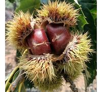 castagno dolci da cucina interna perenne resistenti semi varietà tradizionali balcone letti elevati 12pcs