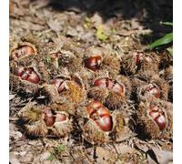 castagno dolci d'inverno giardino di rocce semi interni semi varietà 7pcs