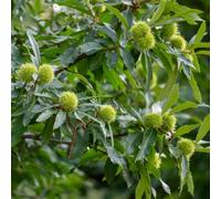 castagno dolci invernali perenne resistenti balcone resistenti semi biologici giardino rocce semi interni 9pcs