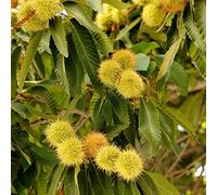 castagno dolci inverno giardino rocce semi biologici perenni resistenti medicinali interni cucina 5pcs