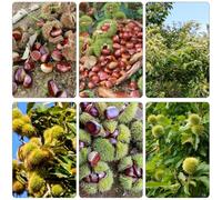 castagno dolci semi di inverno balcone resistenti perenne resistenti giardino cucina