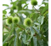 castagno dolci semi di medicinali bonsái di interni giardino inverno cucina semi organici rocce 11pcs