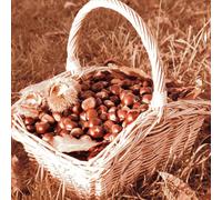 castagno dolci semi di varietà tradizionali perenne resistenti da cucina giardino Letti elevati per giardino semi 7pcs