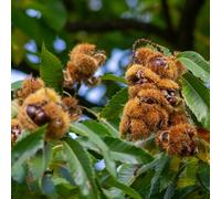 castagno invernali interno semi di giardino semi biologici vaso 4pcs