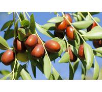 Castagno pianta da frutta innestata di 2/3 anni in vaso MADE IN ITALY Vivaio di